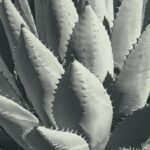 Photo agave plant